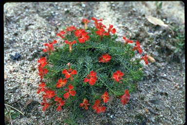 APII jpeg image of Lechenaultia formosa  © contact APII