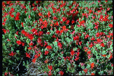 APII jpeg image of Lechenaultia formosa  © contact APII