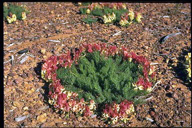 APII jpeg image of Lechenaultia macrantha  © contact APII