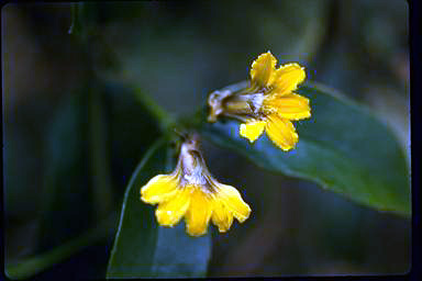 APII jpeg image of Scaevola enantophylla  © contact APII