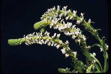 APII jpeg image of Scaevola lanceolata  © contact APII