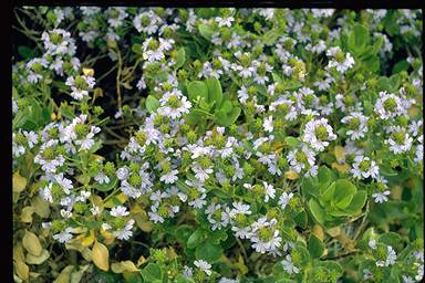 APII jpeg image of Scaevola nitida  © contact APII