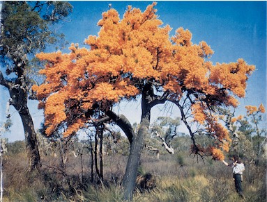 APII jpeg image of Nuytsia floribunda  © contact APII