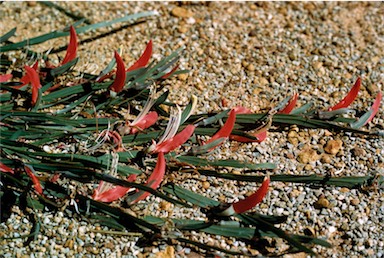 APII jpeg image of Leptosema aphyllum  © contact APII