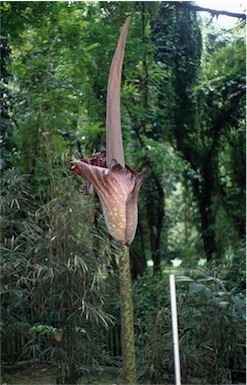 APII jpeg image of Amorphophallus gigas  © contact APII