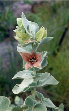 APII jpeg image of Hibiscus brennanii  © contact APII