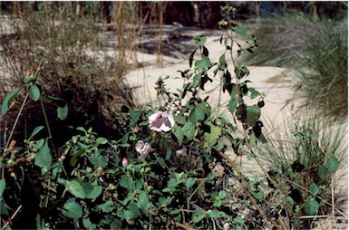 APII jpeg image of Hibiscus fryxellii var. mollis  © contact APII