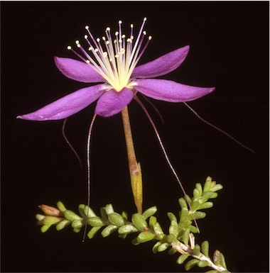 APII jpeg image of Calytrix fraseri  © contact APII