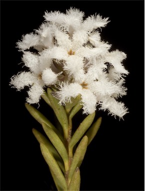 APII jpeg image of Leucopogon sp.  © contact APII