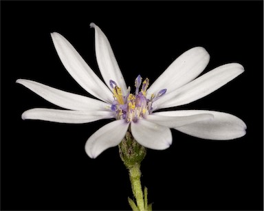 APII jpeg image of Olearia paucidentata  © contact APII