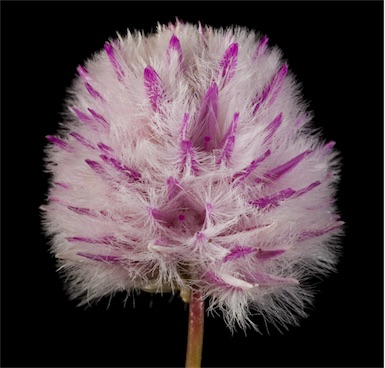 APII jpeg image of Ptilotus schwartzii  © contact APII