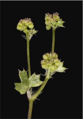 APII jpeg image of Hydrocotyle callicarpa  © contact APII