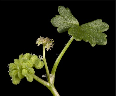 APII jpeg image of Hydrocotyle pilifera  © contact APII