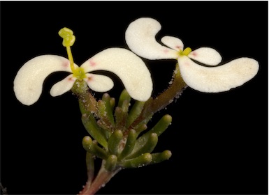 APII jpeg image of Stylidium involucratum  © contact APII