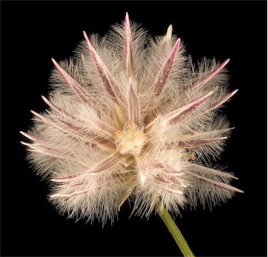 APII jpeg image of Ptilotus esquamatus  © contact APII