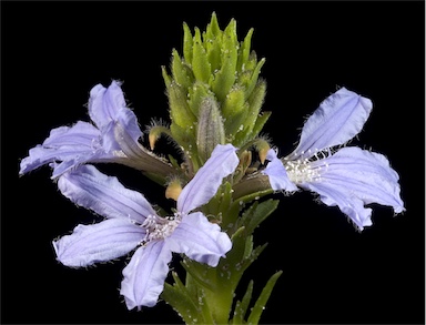 APII jpeg image of Scaevola nitida  © contact APII