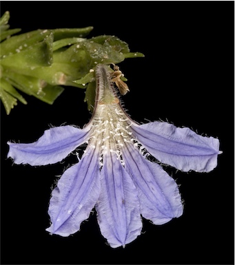 APII jpeg image of Scaevola nitida  © contact APII