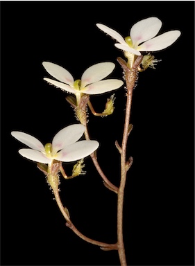 APII jpeg image of Stylidium caespitosum  © contact APII