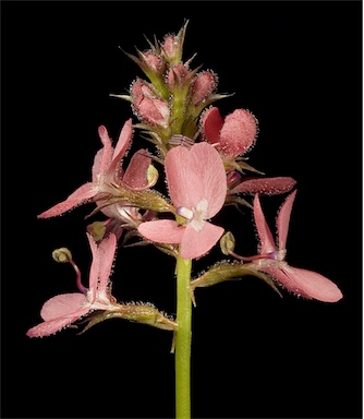 APII jpeg image of Stylidium squamosotuberosum  © contact APII