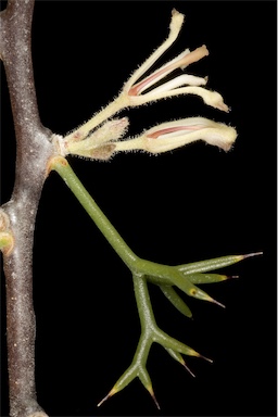 APII jpeg image of Hakea erinacea  © contact APII