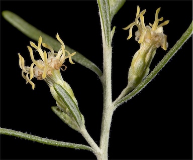 APII jpeg image of Olearia sp. Kennedy Range (G.Byrne 66)  © contact APII