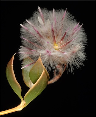 APII jpeg image of Ptilotus axillaris  © contact APII