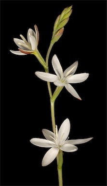 APII jpeg image of Hesperantha falcata  © contact APII