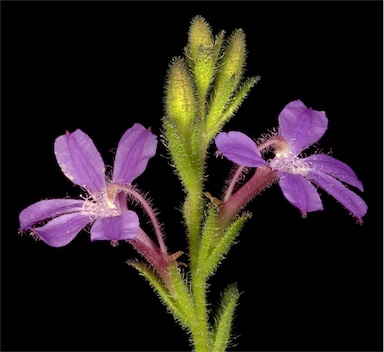 APII jpeg image of Scaevola glandulifera  © contact APII