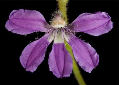 APII jpeg image of Scaevola glandulifera  © contact APII