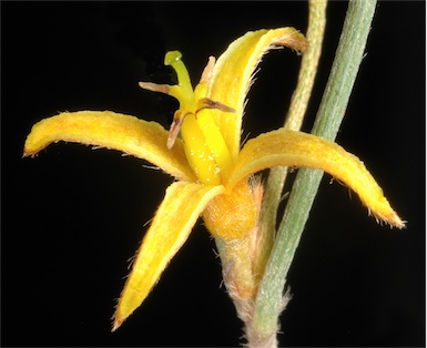 APII jpeg image of Persoonia angustiflora  © contact APII