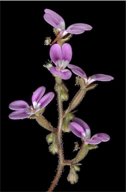 APII jpeg image of Stylidium dichotomum  © contact APII