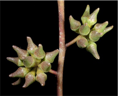 APII jpeg image of Eucalyptus decipiens subsp. decipiens  © contact APII