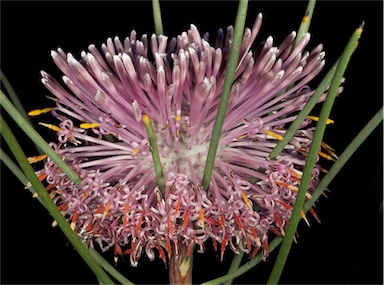 APII jpeg image of Isopogon divergens  © contact APII