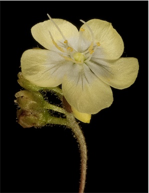 APII jpeg image of Drosera citrina  © contact APII