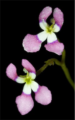 APII jpeg image of Stylidium utricularioides  © contact APII