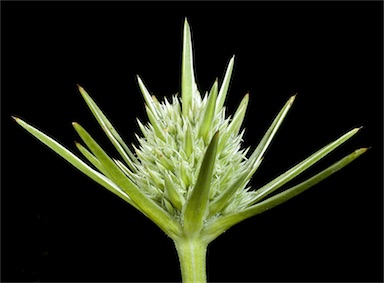 APII jpeg image of Eryngium pinnatifidum  © contact APII