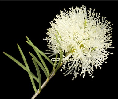 APII jpeg image of Melaleuca rhaphiophylla  © contact APII