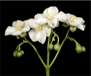 APII jpeg image of Drosera stolonifera  © contact APII