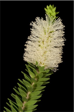 APII jpeg image of Melaleuca viminea  © contact APII