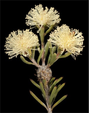 APII jpeg image of Melaleuca brophyi  © contact APII