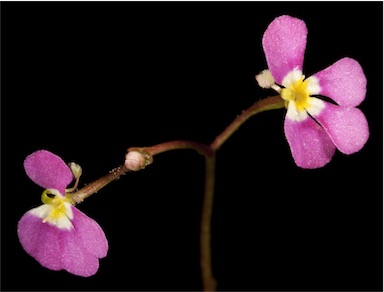 APII jpeg image of Stylidium asymmetricum  © contact APII