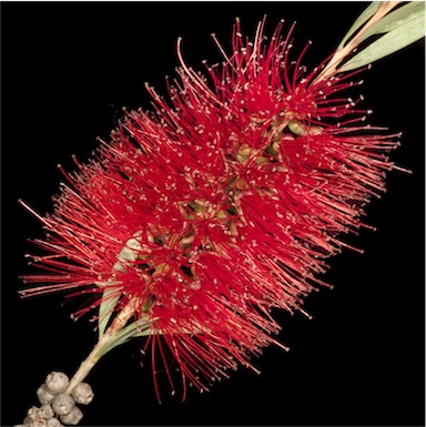 APII jpeg image of Callistemon phoeniceus  © contact APII