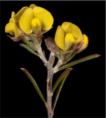 APII jpeg image of Dillwynia acerosa  © contact APII