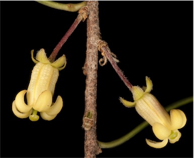 APII jpeg image of Pittosporum angustifolium  © contact APII