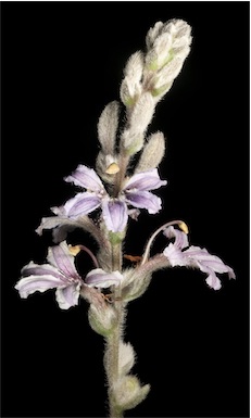 APII jpeg image of Scaevola pulchella  © contact APII