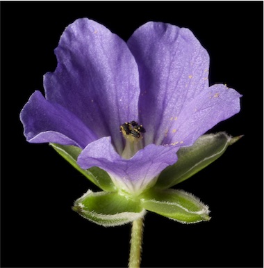 APII jpeg image of Erodium cygnorum  © contact APII