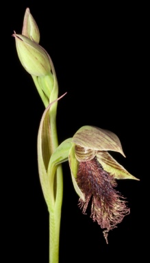 APII jpeg image of Calochilus stramenicola  © contact APII