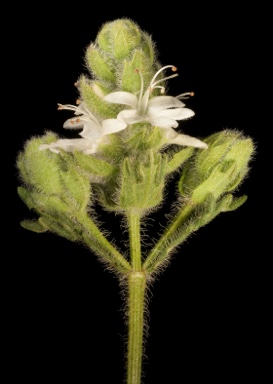 APII jpeg image of Teucrium sessiliflorum  © contact APII