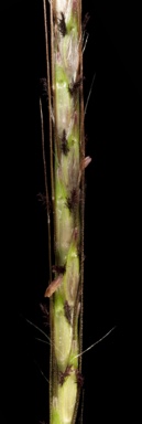 APII jpeg image of Dichanthium annulatum  © contact APII