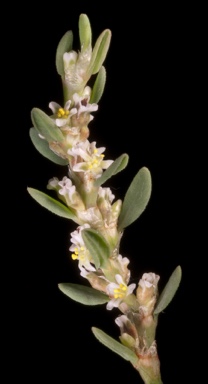 APII jpeg image of Polygonum aviculare  © contact APII